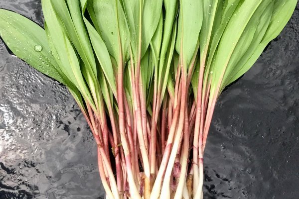 Ссылка на кракен тор браузер