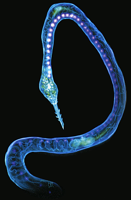 Кракен сайт в тор браузере