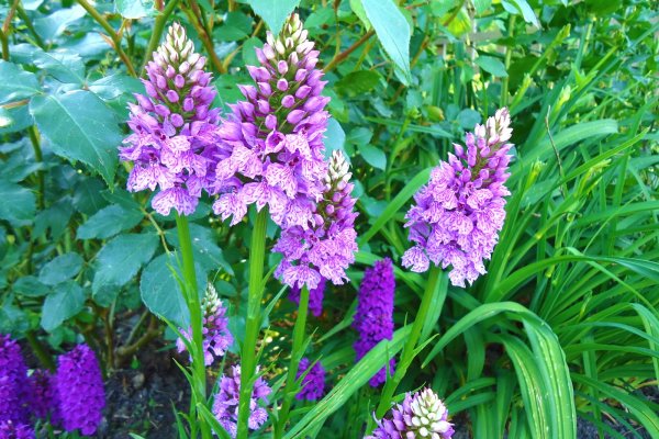 Кракен маркетплейс что это