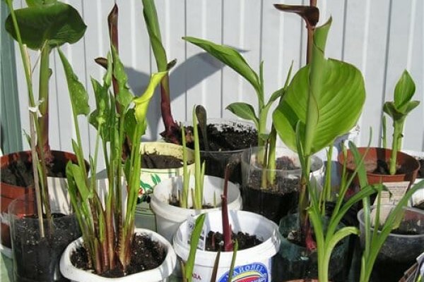 Мега зеркала тор онион мориарти кракен